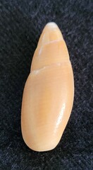 Probata barbadensis