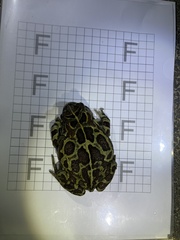 Sclerophrys pantherina