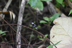 Neurothemis tullia