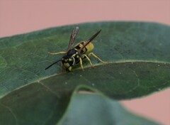 Vespula flavopilosa