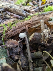 Marasmius rotula
