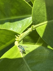 Condylostylus longicornis