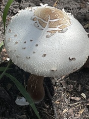 Chlorophyllum molybdites image