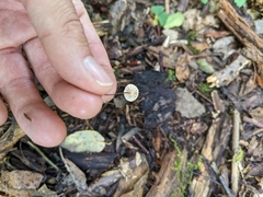 Marasmius rotula