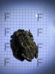Sclerophrys pantherina