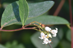Apocynum androsaemifolium