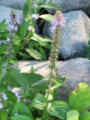 Stachys palustris