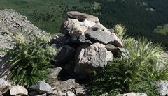 Cirsium funkiae