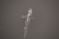 Siluriformes
