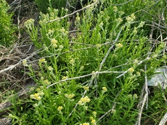 Pseudognaphalium stramineum