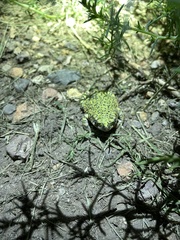 Anaxyrus debilis