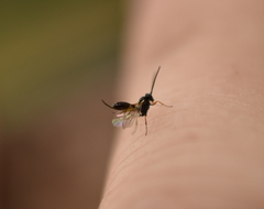 Ichneumonoidea