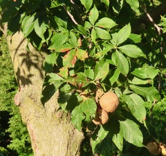 Aesculus glabra