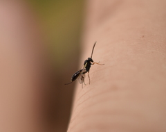Ichneumonoidea