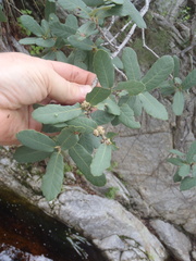Quercus arizonica