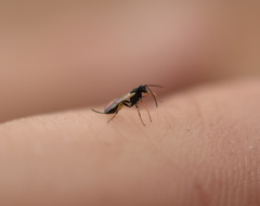 Ichneumonoidea