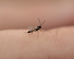 Ichneumonoidea