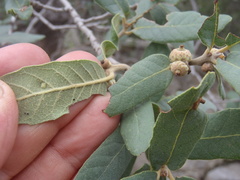Quercus arizonica