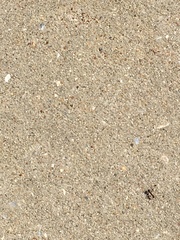 Formicidae