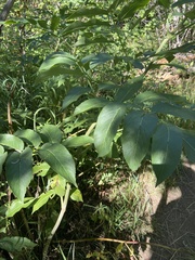 Viburnaceae
