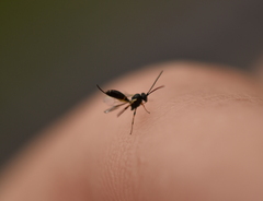 Ichneumonoidea