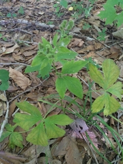 Sanicula canadensis
