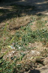 Chenopodium opulifolium