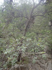 Quercus arizonica