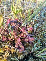 Drosera