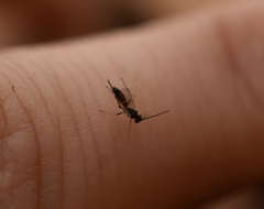 Ichneumonoidea