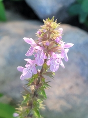 Stachys palustris