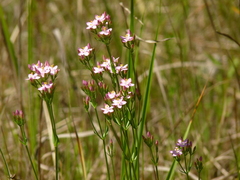 Centaurium erythraea
