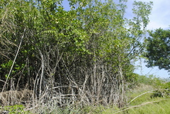 Rhizophora mangle