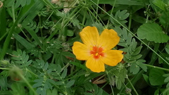 Kallstroemia grandiflora