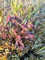 Drosera