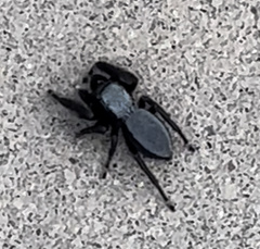 Phidippus octopunctatus