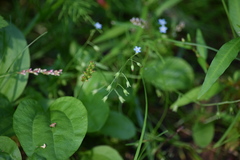 Myosotis cespitosa