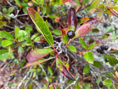 Aronia melanocarpa