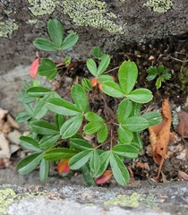 Sibbaldiopsis tridentata