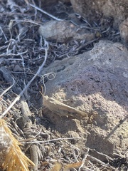 Lactista gibbosus