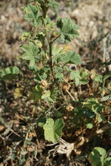 Malva nicaeensis