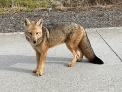 Lycalopex culpaeus