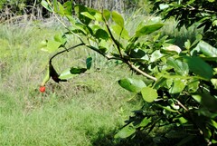 Pithecellobium lanceolatum