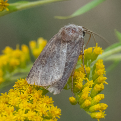 Photedes fluxa