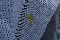Misumena vatia