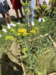 Solidago rigida