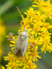 Adelphocoris