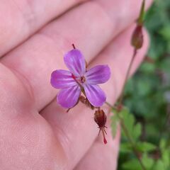 Geranium