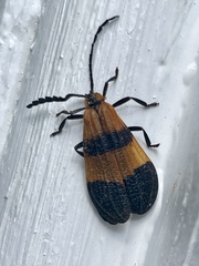Calopteron