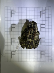 Sclerophrys pantherina